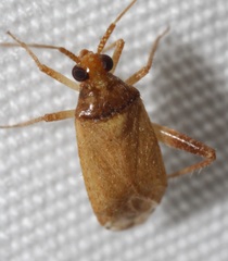 Phytocoris ramosus
