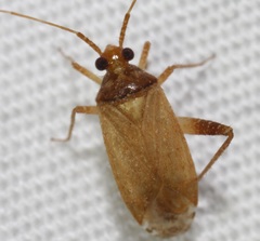 Phytocoris ramosus