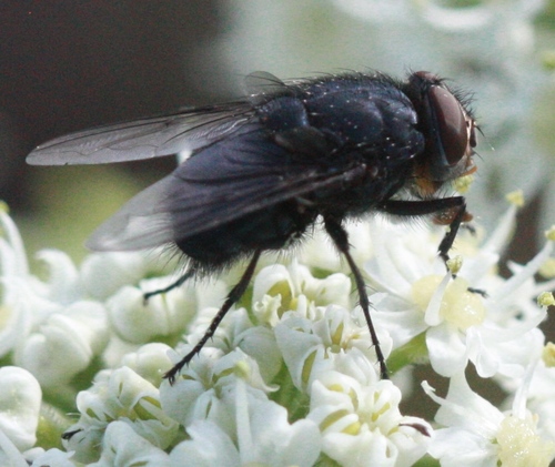 Orange-bearded Bluebottle Fly photo 5