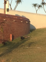 Bostrychia hagedash hagedash