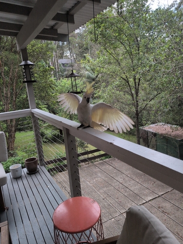 Cacatua galerita observed 2026-10-31