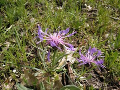 Centaurea graminifolia
