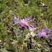 Centaurea graminifolia - Photo (c) jaimebraschi, μερικά δικαιώματα διατηρούνται (CC BY-NC), uploaded by jaimebraschi