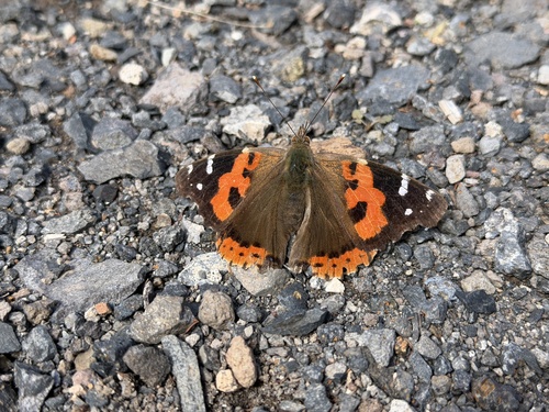 Canary Red Admiral
