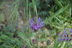 Centaurea graminifolia
