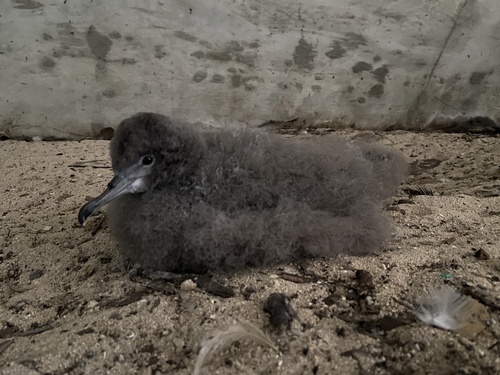 Puffinus pacificus observed 2026-10-25