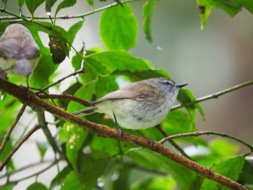 Brown Gerygone
