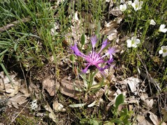 Centaurea graminifolia