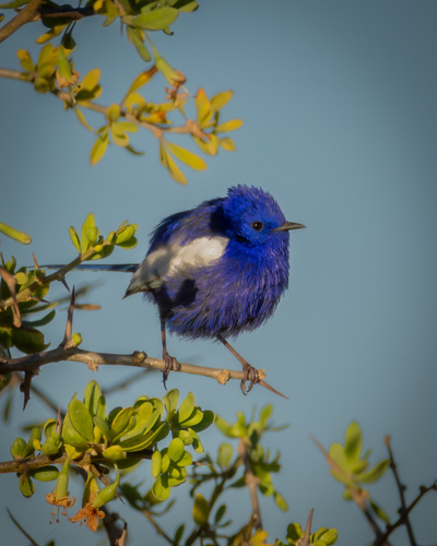 White-winged Fairywren