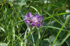 Centaurea graminifolia