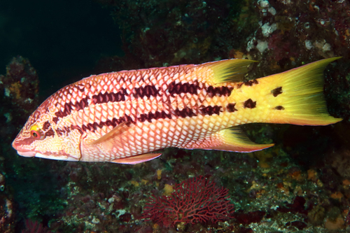 Mexican Hogfish