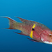 Mexican Hogfish - Photo (c) Ricardo Betancur, some rights reserved (CC BY-NC-ND)