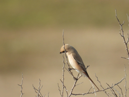Isabelline Shrike