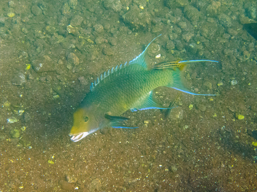 Mexican Hogfish