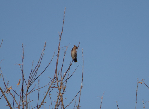 Bohemian Waxwing