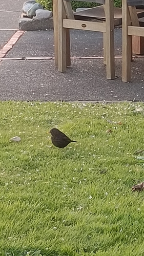 Eurasian Blackbird