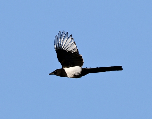 Eurasian Magpie