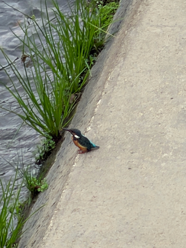 Common Kingfisher