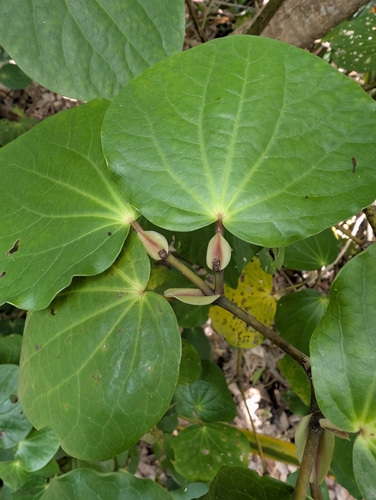 Kawakawa