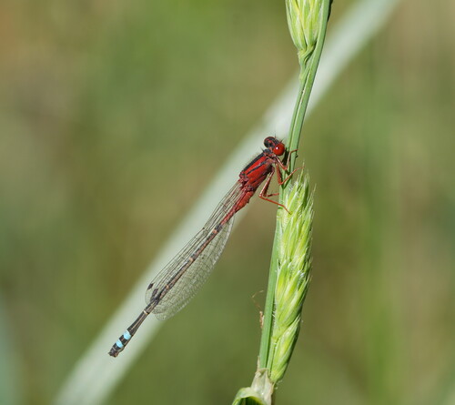 Red and Blue Damsel