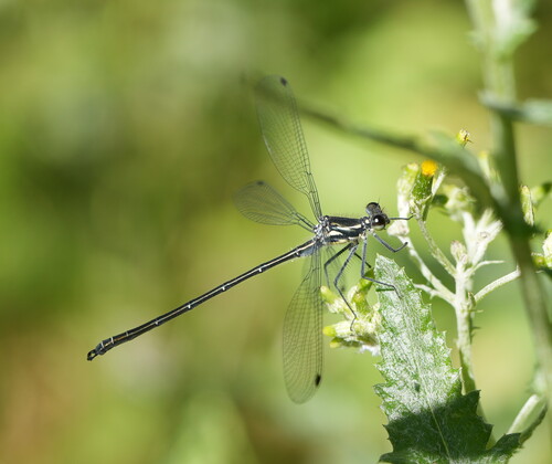 Common Flatwing