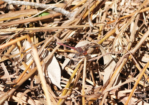 Wandering Percher