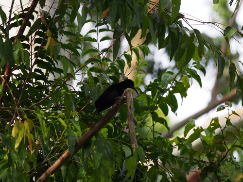 Aves observed 2026-10-31