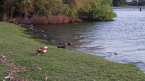 Paradise Shelduck