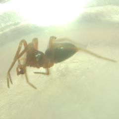 Oedothorax
