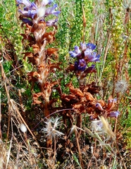 Phelipanche arenaria