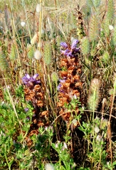 Phelipanche arenaria
