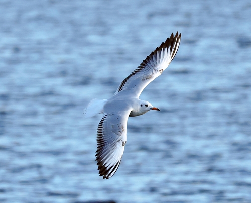 Black-headed Gull