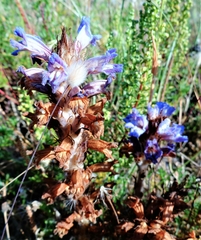 Phelipanche arenaria