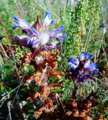 Phelipanche arenaria