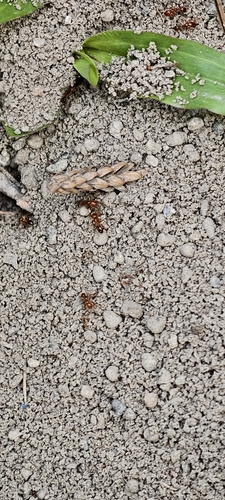 Solenopsis geminata observed 2026-10-31