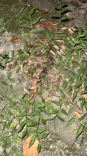 Oplismenus compositus observed 2026-10-17