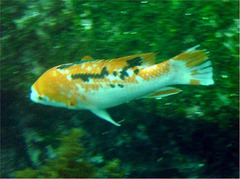Brown Hogfish photo 5