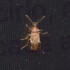 Anaspidinae
