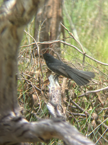 Rhipidura leucophrys observed 2026-10-31