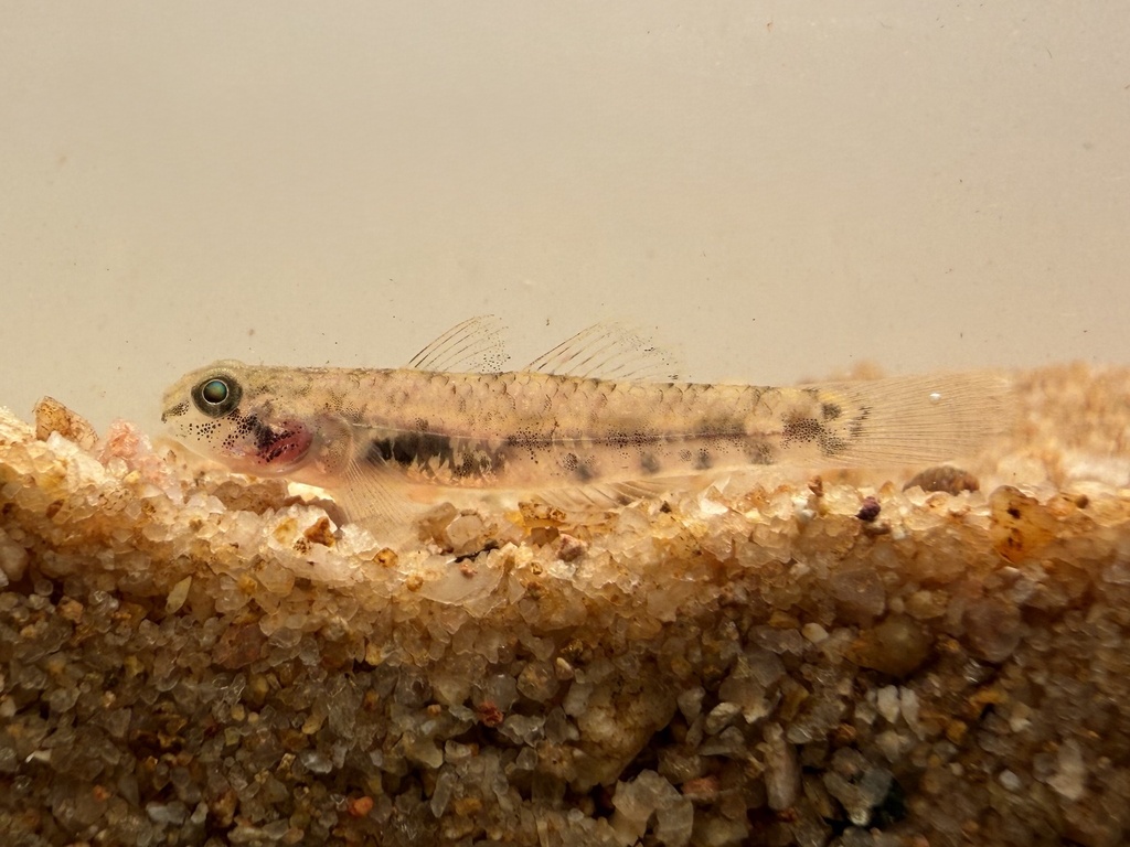 Avicennia Snubnose Goby
