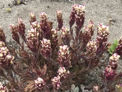 Castilleja exserta latifolia