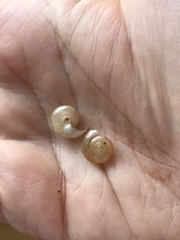 Eopolita protensa