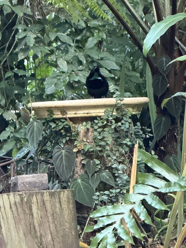 Aves observed 2026-10-31