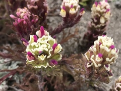 Castilleja exserta latifolia
