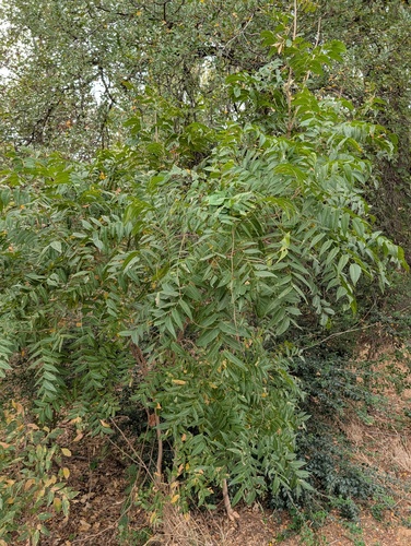 Sapindus saponaria observed 2026-10-30