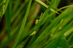 Carex aurea