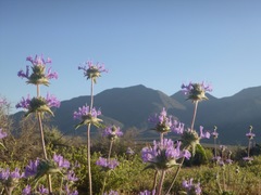 Salvia carduacea