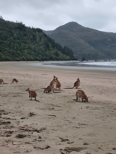 Macropus agilis observed 2026-10-31