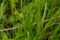 Carex aurea