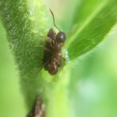 Myrmica rubra